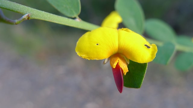 Bossiaea heterophylla