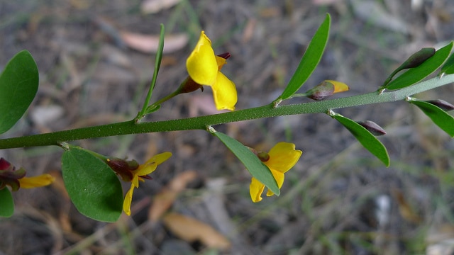 Bossiaea heterophylla