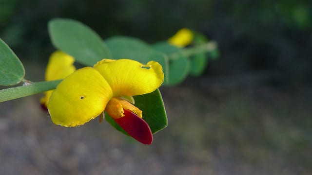 Bossiaea heterophylla