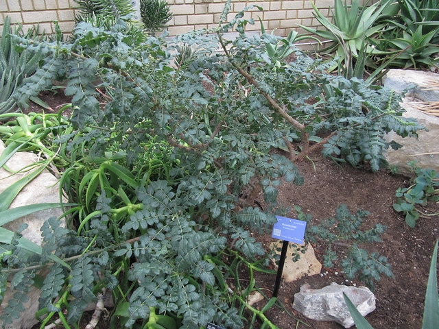 Arbre à encens (Boswellia sacra)