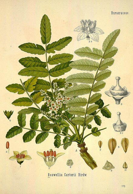 Arbre à encens