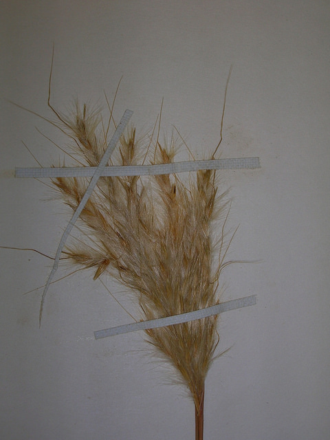 Barbon andropogon (Bothriochloa barbinodis)