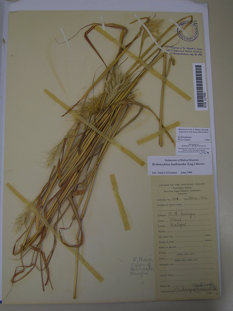 Barbon andropogon