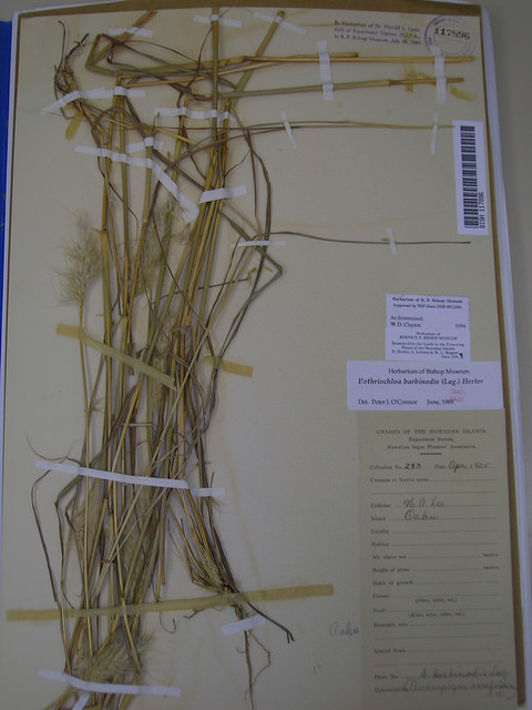 Barbon andropogon