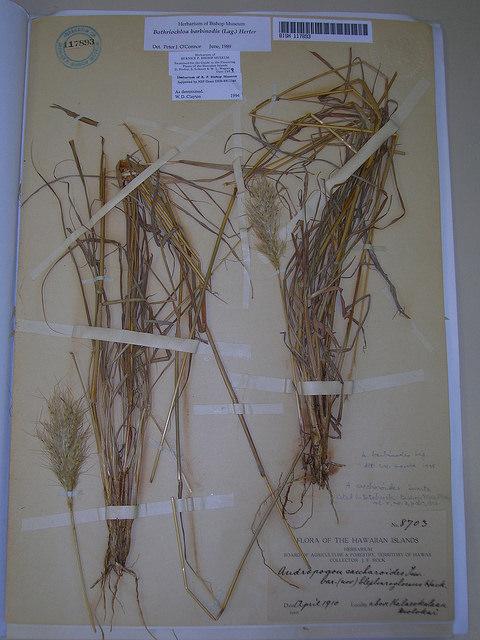 Barbon andropogon