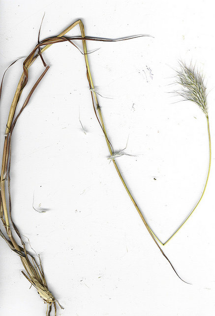 Barbon andropogon