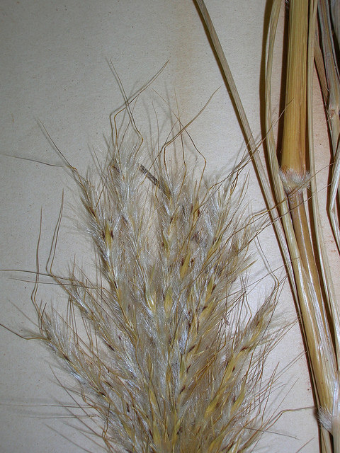 Barbon andropogon