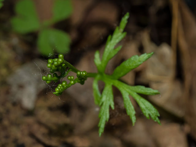 Botryche à feuilles lancéolées (Botrychium lanceolatum)