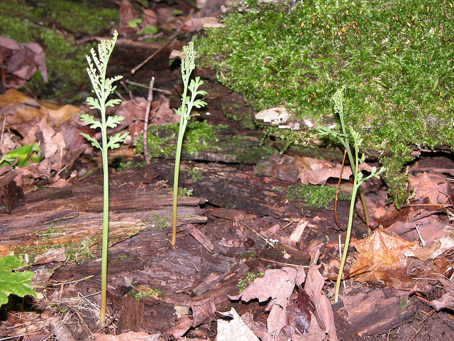 Botryche à feuilles de camomille (Botrychium matricariifolium)
