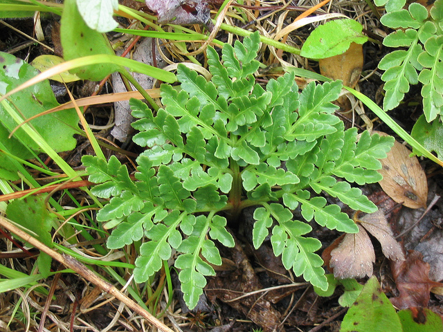 Botryche à feuilles de rue (Botrychium multifidum)
