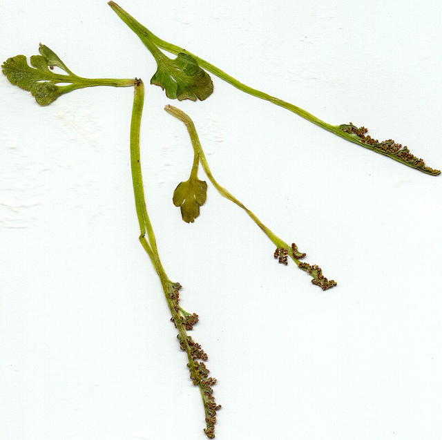 Botryche simple (Botrychium simplex)