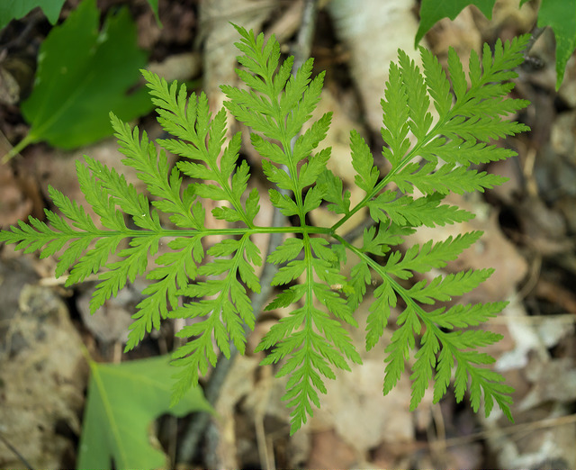 Botryche de virginie (Botrychium virginianum)