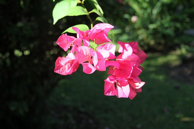 Bougainvillée glabre (Bougainvillea glabra)