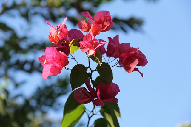Bougainvillée glabre