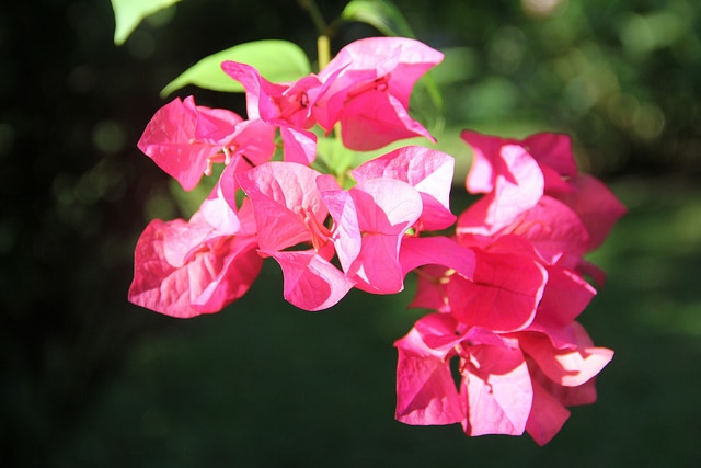 Bougainvillée glabre
