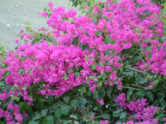 Bougainvillée glabre
