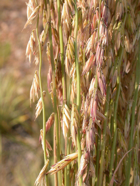 Bouteloua curtipendula