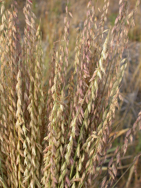 Bouteloua curtipendula