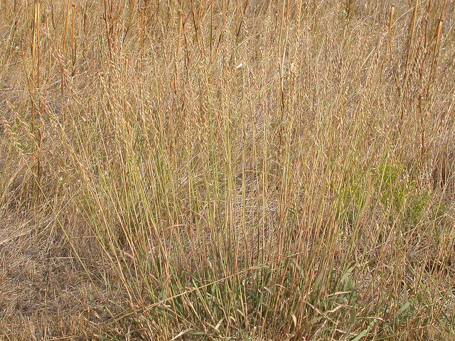 Bouteloua curtipendula