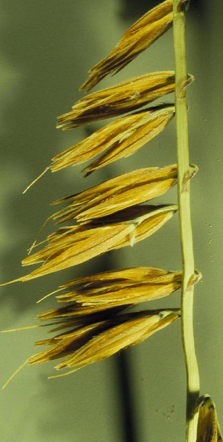 Bouteloua curtipendula