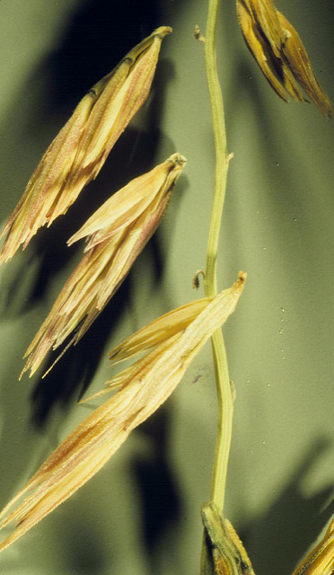 Bouteloua curtipendula