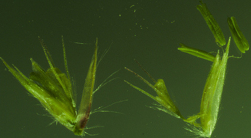 Bouteloua aristidoides