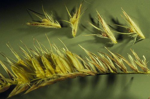 Bouteloua aristidoides