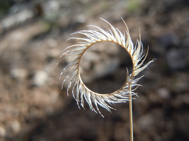 Bouteloua aristidoides