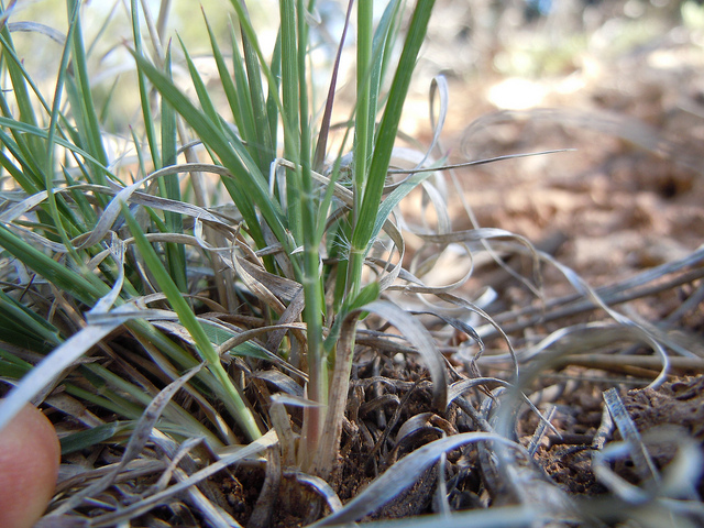 Bouteloua aristidoides