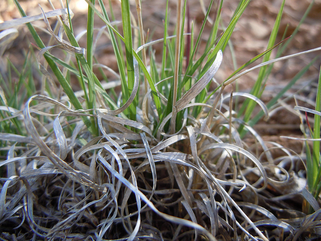 Bouteloua aristidoides