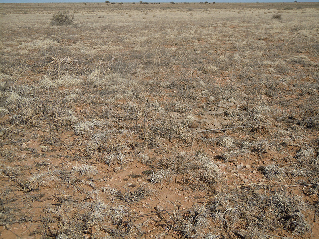 Bouteloua aristidoides (Bouteloua gracilis)