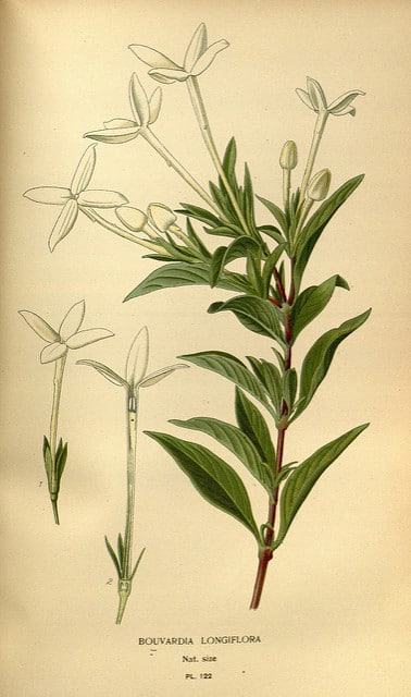 Bouvardia longiflora
