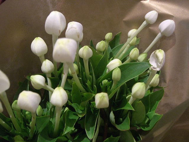 Bouvardia longiflora