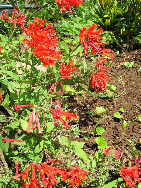 Bouvardia ternifolia
