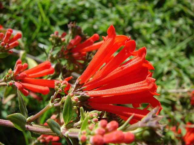 Bouvardia ternifolia