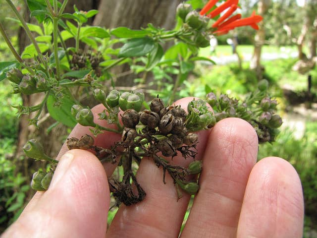 Bouvardia ternifolia