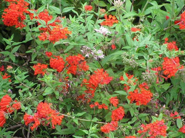 Bouvardia ternifolia