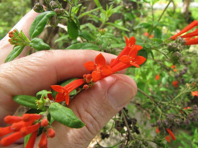 Bouvardia ternifolia (Bouvardia ternifolia)