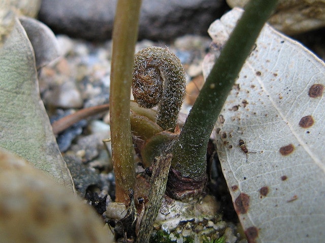 Bowenia serrulata (Bowenia serrulata)