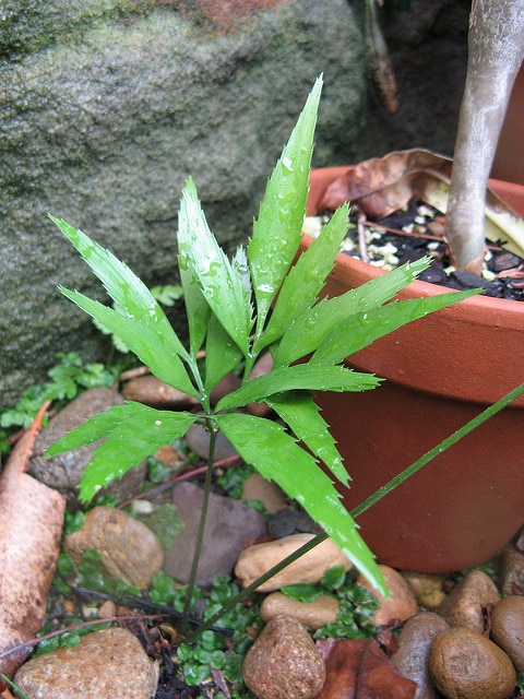 Bowenia serrulata