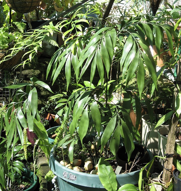 Bowenia spectabilis