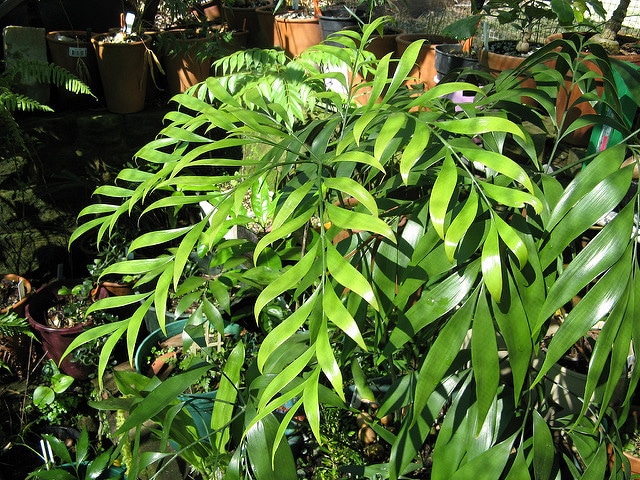 Bowenia spectabilis