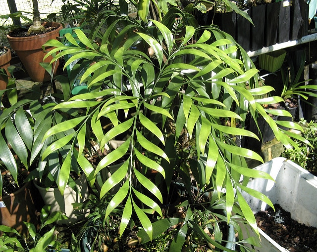 Bowenia spectabilis