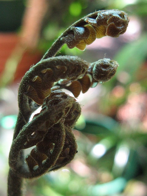 Bowenia spectabilis