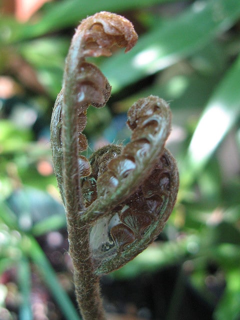 Bowenia spectabilis