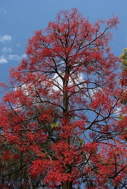 Brachychiton acerifolius