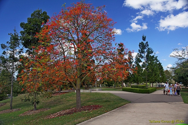 Brachychiton acerifolius