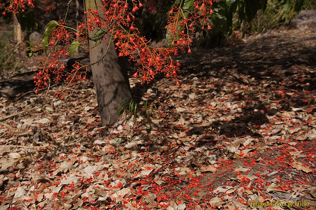 Brachychiton acerifolius