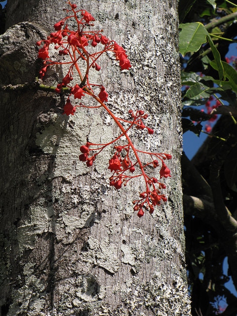 Brachychiton acerifolius