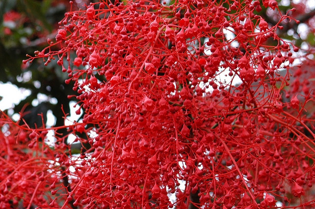 Brachychiton acerifolius